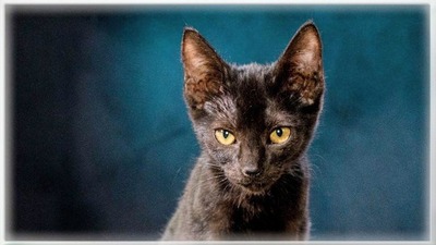 Samantha - eine schwarze Schönheit, Mix Jungtier - Katze