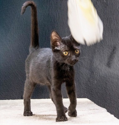 Samantha - eine schwarze Schönheit, Mix Jungtier - Katze