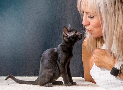 Samantha - kleine schwarze Schönheit, Mix - Katze