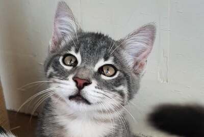 Samir - Liebevoller Kater, ca. 4 Monate, Mischling Jungtier - Kater