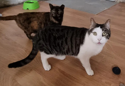 Samir - nur zusammen mit Sopresa, EKH - Kater