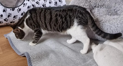 Samir - nur zusammen mit Sopresa, EKH - Kater