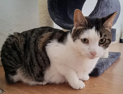 Samir - nur zusammen mit Sopresa, EKH - Kater