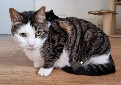 Samir - nur zusammen mit Sopresa, EKH - Kater