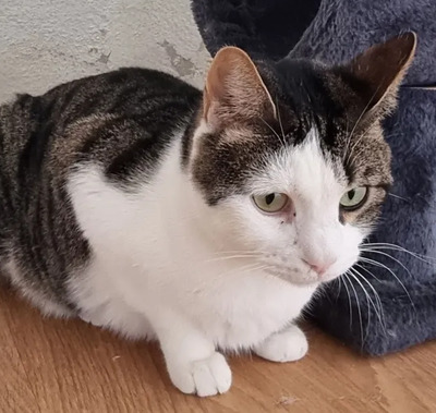 Samir - nur zusammen mit Sopresa, EKH - Kater
