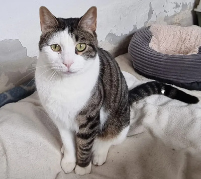Samir - nur zusammen mit Sopresa, EKH - Kater