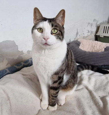 Samir - nur zusammen mit Sopresa, EKH - Kater