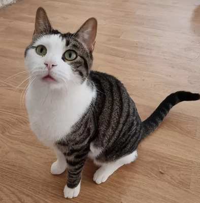 Samir - nur zusammen mit Sopresa, EKH - Kater