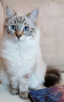 Samira, Ragdoll Jungtier - Katze