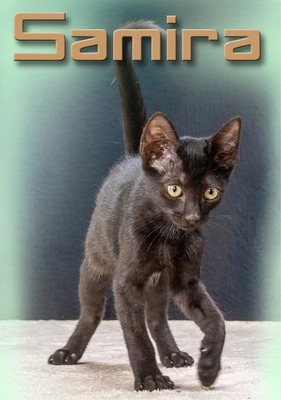 Samira - herzallerliebstes Kätzchen, Mix Jungtier - Katze