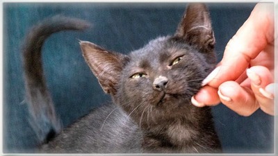 Samira - herzallerliebstes Kätzchen, Mix Jungtier - Katze