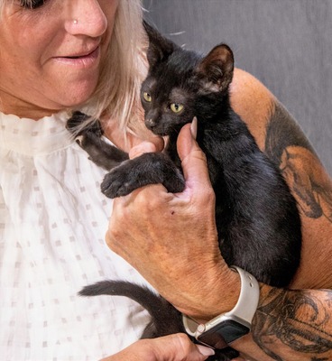 Samira - herzallerliebstes Kätzchen, Mix Jungtier - Katze