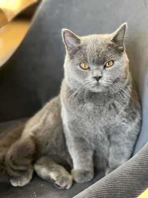 Sammy, Scottish straight und American curl (mix) Jungtier - Kater