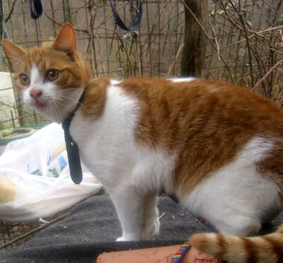 Sammy und Stippy freuen sich auf SIE, Mischling - Kater