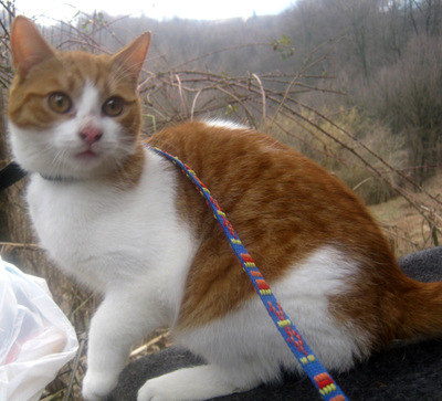 Sammy und Stippy freuen sich auf SIE, Mischling - Kater