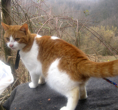 Sammy und Stippy freuen sich auf SIE, Mischling - Kater