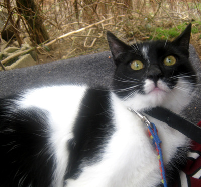 Sammy und Stippy freuen sich auf SIE, Mischling - Kater