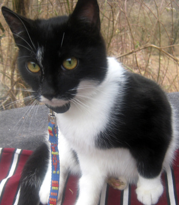 Sammy und Stippy freuen sich auf SIE, Mischling - Kater