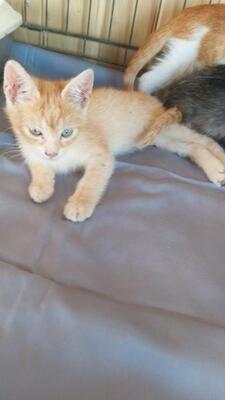 Samson, Mischling Jungtier - Kater