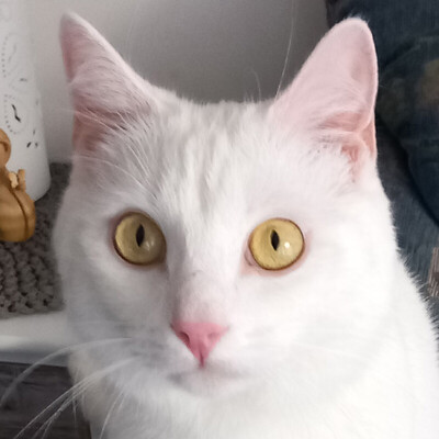 Samy, Europäische Hauskatze - Kater