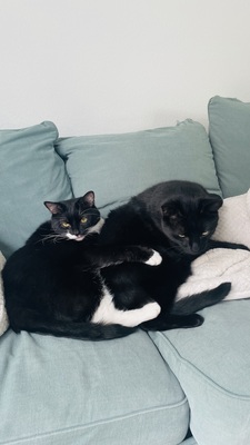 Samy & Murphy, Mischlinge - Kater