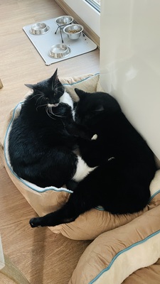 Samy & Murphy, Mischlinge - Kater