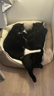 Samy & Murphy, Mischlinge - Kater