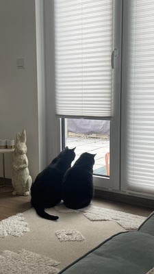 Samy & Murphy, Mischlinge - Kater
