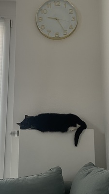 Samy & Murphy, Mischlinge - Kater