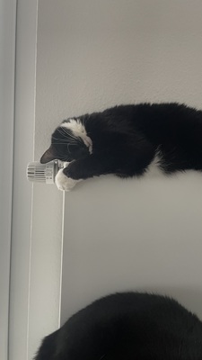 Samy & Murphy, Mischlinge - Kater