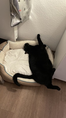 Samy & Murphy, Mischlinge - Kater