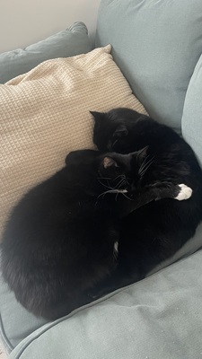 Samy & Murphy, Mischlinge - Kater