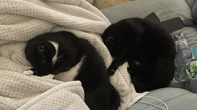 Samy & Murphy, Mischlinge - Kater