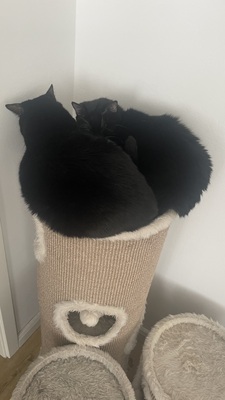 Samy & Murphy, Mischlinge - Kater