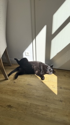 Samy & Murphy, Mischlinge - Kater
