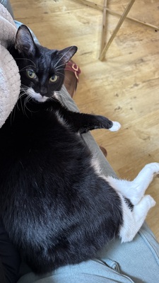 Samy & Murphy, Mischlinge - Kater