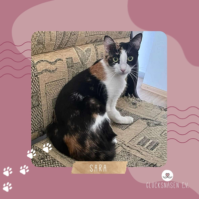 Sanfte Katze Sara sucht ihre Familie, EKH - Katze