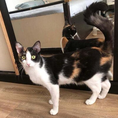 Sanfte Katze Sara sucht ihre Familie, EKH - Katze