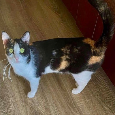 Sanfte Katze Sara sucht ihre Familie, EKH - Katze