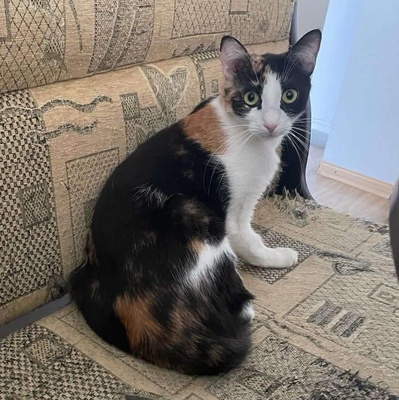 Sanfte Katze Sara sucht ihre Familie, EKH - Katze