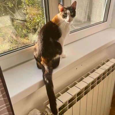 Sanfte Katze Sara sucht ihre Menschen, EKH - Katze