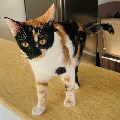 Sanftes Kätzchen Meli freut sich auf Dich, EKH Jungtier - Katze