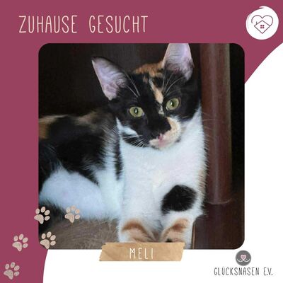 Sanftes Kätzchen Meli freut sich auf Dich