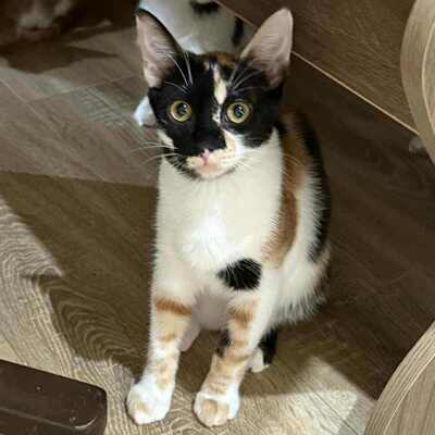 Sanftes Kätzchen Meli freut sich auf Dich, EKH - Katze