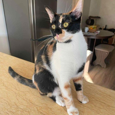 Sanftes Kätzchen Meli wartet auf Post, EKH Jungtier - Katze