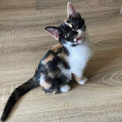 Sanftes Kätzchen Meli wartet auf Post, EKH Jungtier - Katze