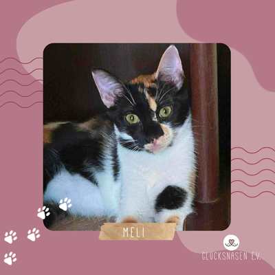 Sanftes Kätzchen Meli wartet auf Post, EKH Jungtier - Katze