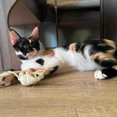 Sanftes Kätzchen Meli wartet auf Post, EKH Jungtier - Katze