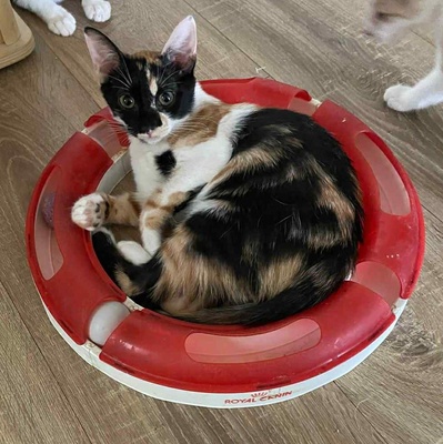 Sanftes Kätzchen Meli wartet auf Post, EKH Jungtier - Katze