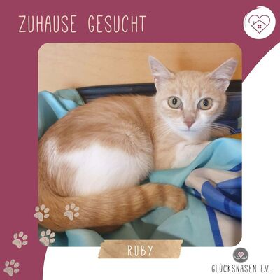 Sanftes Katze Ruby sucht ihre lieben Menschen